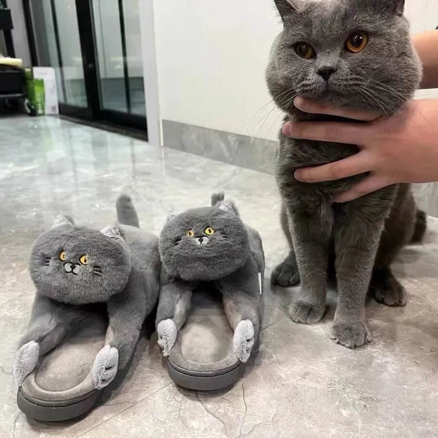 Cat and cat slippers 